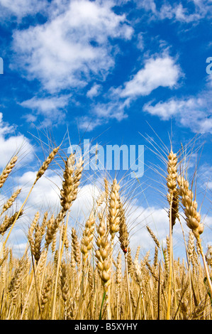 Ausgereifte Köpfe von Weizen in der Sonne im Skagit County Washington Reifung Stockfoto