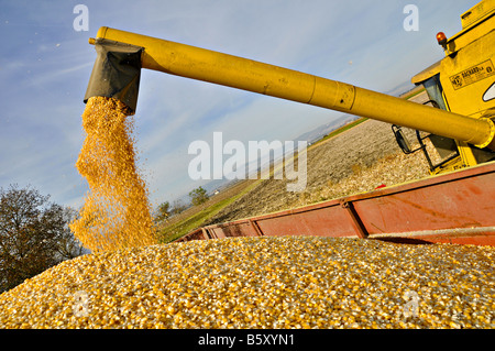 Kombinieren Sie Ernte entladen Mais (Mais) in einem Wohnwagen, Frankreich. Stockfoto