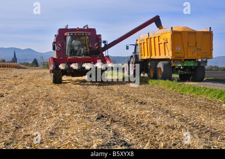 Kombinieren Sie Ernte entladen Mais (Mais) in einem Wohnwagen Stockfoto