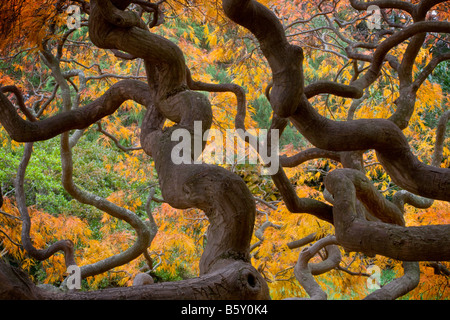 Japanischer Ahorn Hybrid bei Cylburn Arboretun ist ein Naturschutzgebiet in Baltimore Maryland Stockfoto