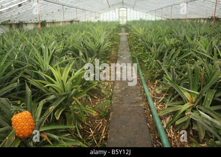 Ananas-Plantage Stockfoto, Bild: 14866150 - Alamy