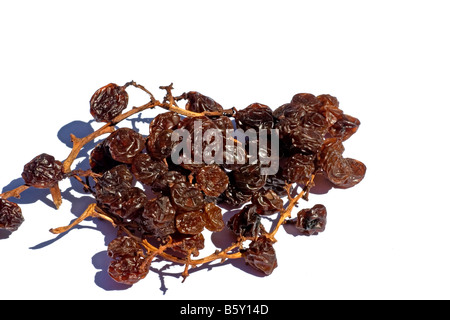 Rosinen am Rebstock Stockfoto