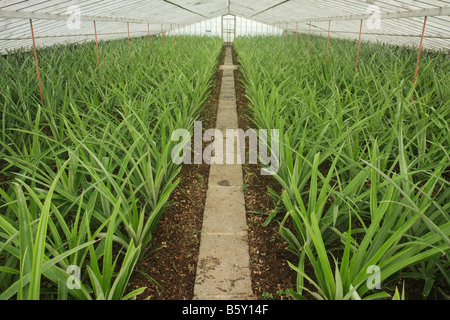 Ananas-Pflanzen in einem Gewächshaus bei Arruda Ananasplantage außerhalb Ponta Delgada, São Miguel, Azoren, Portugal Stockfoto