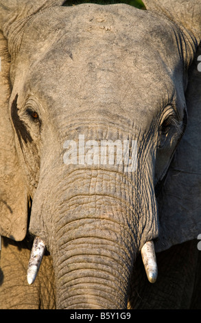 Afrikanische Elefanten im South Luangwa Nationalpark in Sambia Stockfoto