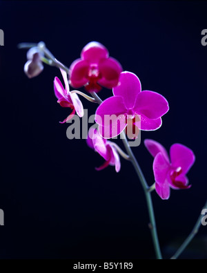 grafische Darstellung der einzelnen rosa Orchidee Stiel auf schwarzem Hintergrund Stockfoto