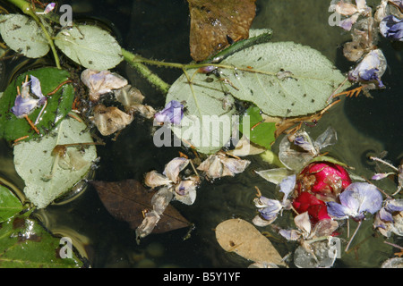 eine einzelne rote Rose schwimmt auf der Wasseroberfläche im Teich river Stockfoto