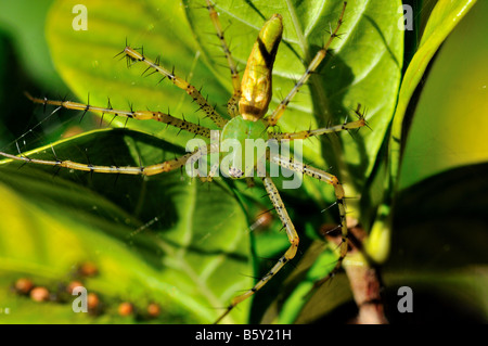 Eine grüne Luchs-Spinne und ihre Jungtiere. Stockfoto