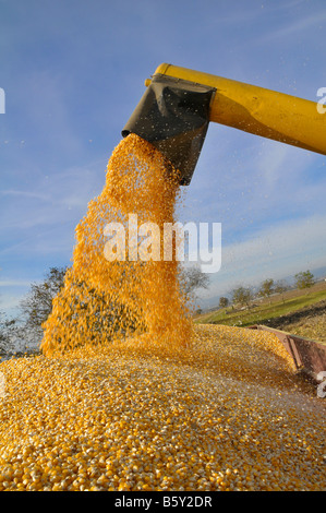 Kombinieren Sie entladen Mais (Mais) in einem Wohnwagen Stockfoto