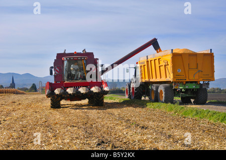 Kombinieren Sie Ernte entladen Mais (Mais) in einem Wohnwagen Stockfoto