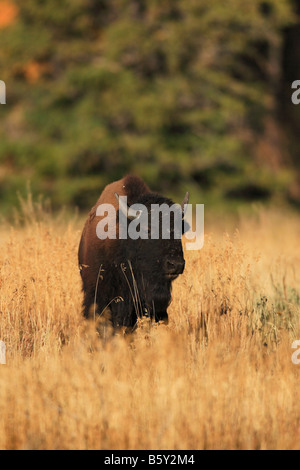 Amerikanische Bisons grasen im Herbst. Stockfoto