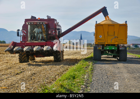 Kombinieren Sie Ernte entladen Mais (Mais) in einem Wohnwagen Stockfoto