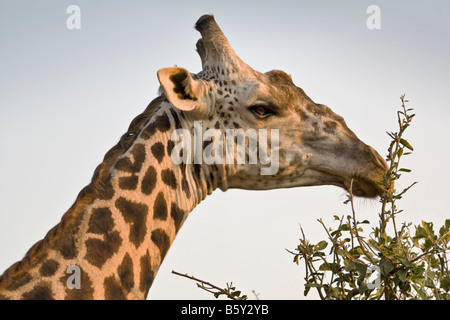 Thornycroft Giraffe im South Luangwa Nationalpark in Sambia Stockfoto