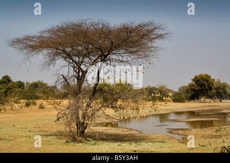 Regenschirm Akazie mit Weaver Vogelnester im South Luangwa Nationalpark in Sambia Stockfoto