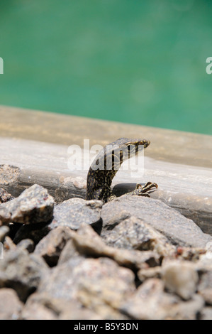 Kopf des Babys Wasser Waran Stockfoto