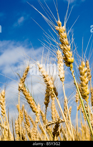 Ausgereifte Köpfe von Weizen in der Sonne im Skagit County Washington Reifung Stockfoto