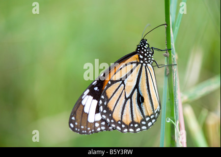 Danaus Genutia. Gemeinsamen Tiger Schmetterling / gestreifte Tiger Schmetterling im indischen. Andhra Pradesh, Indien Stockfoto