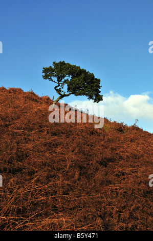 Einsamer Baum auf Isle of Mull Hill, in der Nähe von Grass-Punkt Stockfoto