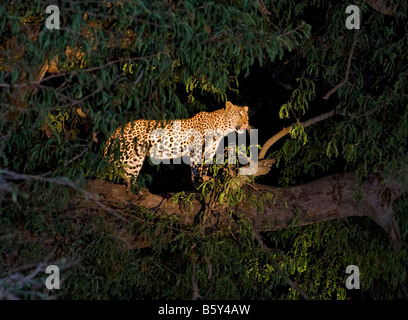 Leopard im South Luangwa Nationalpark in Sambia Stockfoto