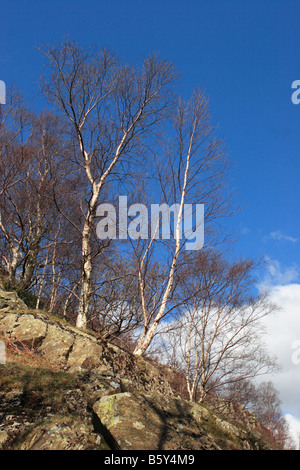 Silver Birch Bäume in voller Sonne, in der Nähe der Watendlath in Cumbria, England, Großbritannien Stockfoto