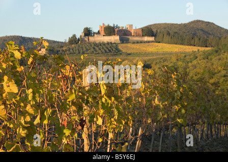 Chianti Siena Weinberge im Herbst Stockfoto