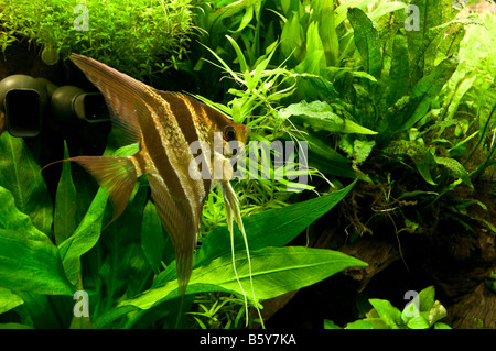 Pterophyllum Altum, Tiefe Angelfish Amazzonia Buntbarsch Stockfoto