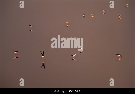 [Pied Stelzen Vögel] Fütterung, Australien Stockfoto