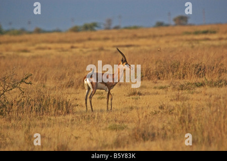 Eine indische Gazelle oder Chinkara Naliya, größere Rann Of Kutch, Gujarat Indien Stockfoto