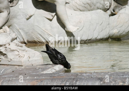 Taube, trinken in Wasser-Brunnen in Rom, Italien Stockfoto