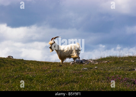 Kaschmir Ziege, Capra Markhor, auf Great Orme, Llandudno, wales Stockfoto