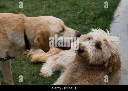 Zwei Hunde kommunizieren miteinander, während des Spielens. Stockfoto