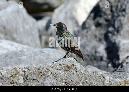 Gemeinsamen Starling thront auf einem Felsen Stockfoto
