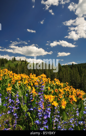 Eine Fülle von Wildblumen im Großraum Grand Teton Stockfoto