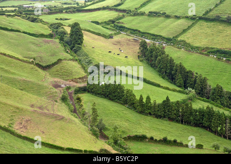 Felder mit Kühen am Hang von Sete Cidades, São Miguel, Azoren, Portugal Stockfoto