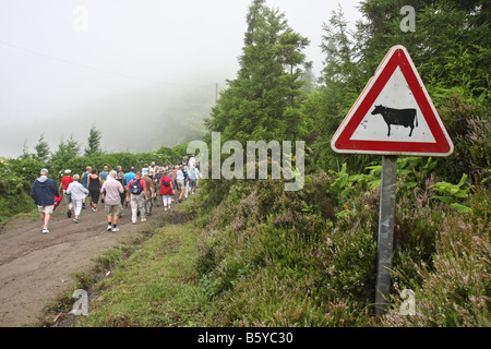 Warnzeichen für Kühe Touristen zu Fuß auf der schmalen Straße auf dem Kraterrand von Visto Rei gehen West, São Miguel, Azoren Stockfoto