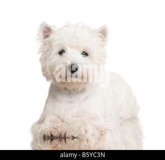 West Highland White Terrier 8 Monate vor einem weißen Hintergrund Stockfoto