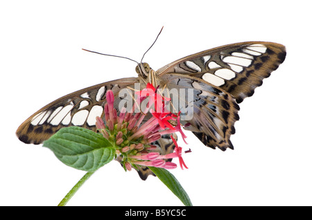 Morpho Peleides Schmetterling vor einem weißen Hintergrund Stockfoto