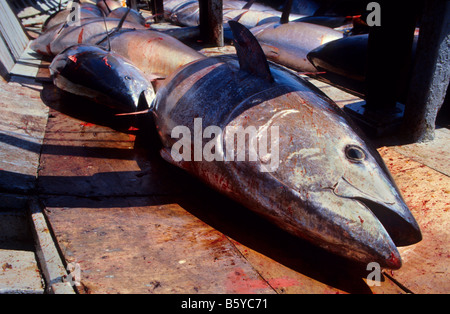 Thunfisch Barbate Cádiz Provinz Spanien Stockfoto