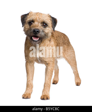 Border Terrier vor einem weißen Hintergrund Stockfoto