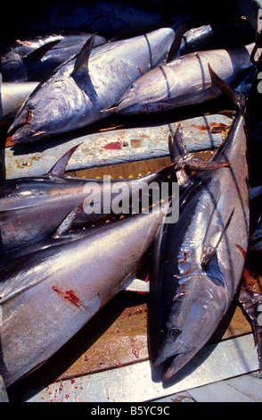 Thunfisch auf Boot Barbate Cádiz Provinz Spanien Stockfoto