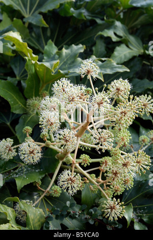 FATSIA JAPONICA-HAUPTVERSAMMLUNG IM NOVEMBER BLUME Stockfoto