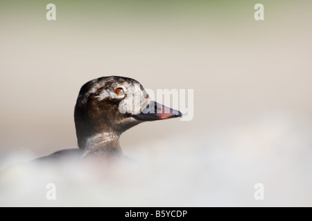 Eisente Clangula hyemalis Stockfoto