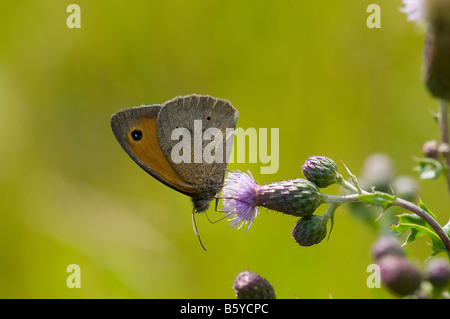 rötlich braune Wiesenvögel Stockfoto