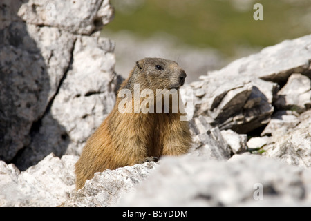 Murmeltier (Marmota) in den Felsen, Sextner Dolomiten, Italien Stockfoto