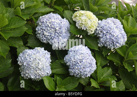 Hortensia Blumen in São Miguel, Azoren, Portugal Stockfoto