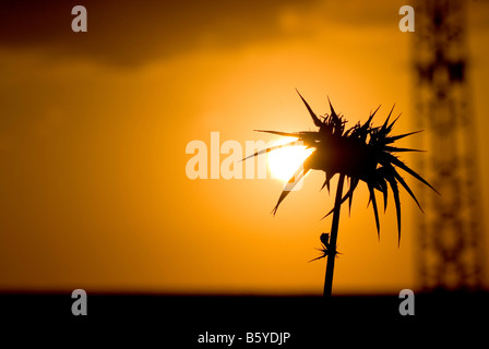 Silybum Marianum Milk Thistle Ende Sommer Israel Oktober 2008 Sonnenuntergang im Hintergrund Stockfoto