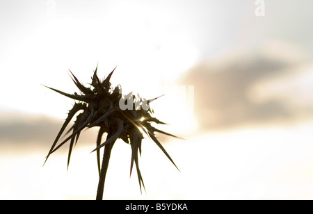 Silybum Marianum Milk Thistle Ende Sommer Israel Oktober 2008 Sonnenuntergang im Hintergrund Stockfoto