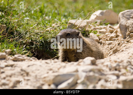 Murmeltier (Marmota) vor seiner Höhle, Sextner Dolomiten, Italien Stockfoto