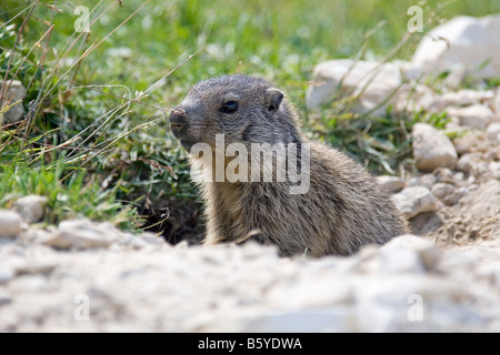 Murmeltier (Marmota) vor seiner Höhle, Sextner Dolomiten, Italien Stockfoto