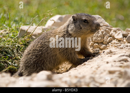 Murmeltier (Marmota) vor seiner Höhle, Sextner Dolomiten, Italien Stockfoto