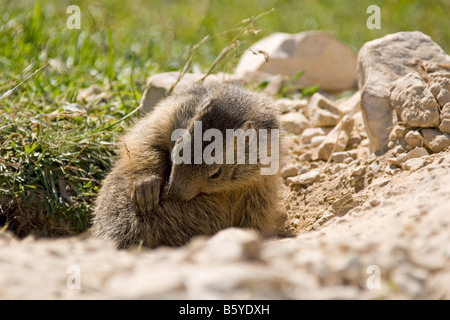 Murmeltier (Marmota) vor seiner Höhle, Sextner Dolomiten, Italien Stockfoto